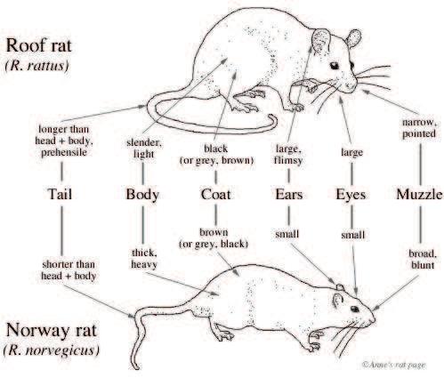 not occur in rats