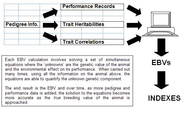 HOW TO USE ESTIMATED BREEDING VALUES (EBVs) PEDIGREE HERD 1. What Are EBVs? Many factors influence the appearance and performance of a bull.