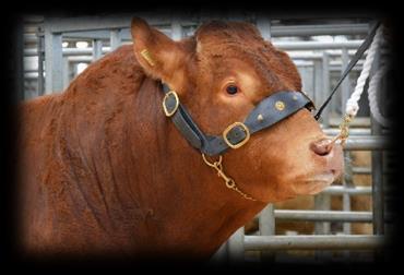the South Western Limousin Breeders