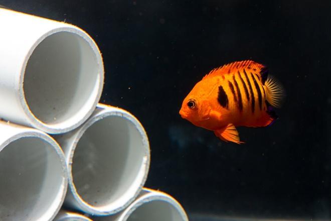 One objective involves collaborating with public aquariums in southern California to collect eggs from ornamental species that spawn naturally in their display tanks.