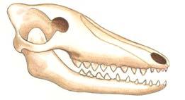 For instance, millions of years ago, all whales had teeth and breathed out of holes at the end of their snouts.