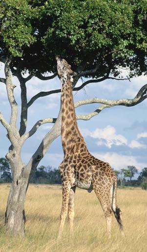 The giraffe s neck is an example of a physical, or structural, adaptation. Physical adaptations help animals adjust to their climate and landscape in all sorts of interesting ways.