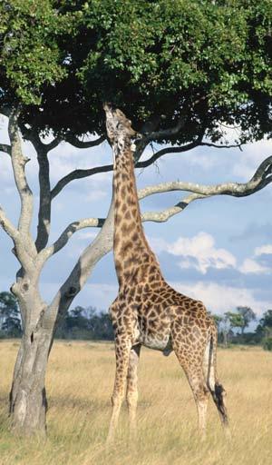 The giraffe s neck. is an example of a. physical, or structural,. adaptation. Physical. adaptations help. animals adjust to. their climate and. landscape in all sorts. of interesting ways.