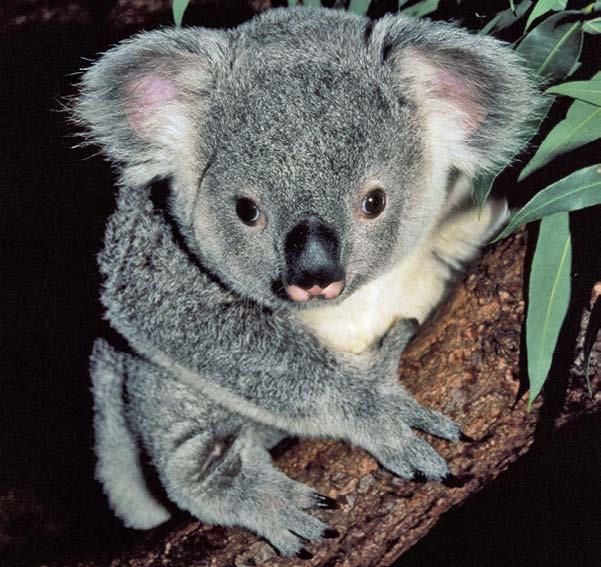 Australia s koala bears are well suited to their environment. They spend much of their time in eucalyptus trees eating the leaves.