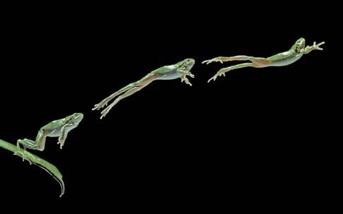 The simplest form of inherited behavior is a reflex, such as a frog jumping when it s touched. A reflex is a purely automatic reaction. An instinct is a more complex inherited behavior.