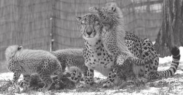 When the male is introduced to the female, keepers watch the body language of both cats carefully.