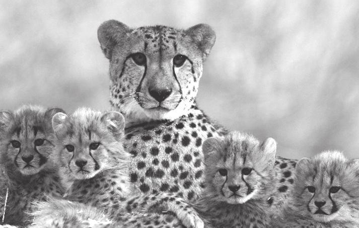 slightly every 30 days. It is not uncommon for cheetahs to go through false pregnancies after breeding.