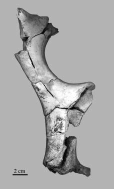 254 Fig. 11. Dama dama, fallow deer, fragmented antler Fig. 12. Fox mandible with cut- marks (indicated by arrows). The better preserved specimen above is given for copmparison Fig. 13.