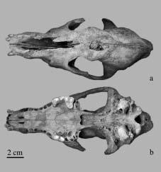 252 One complete and four fragmented crania were recovered. The complete skull (fig. 7) belonged to a young adult animal. The animal probably died from a strong blow dilivered to its forehead.