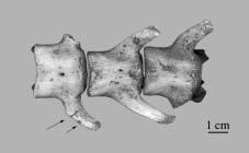 VERTEBRATE FAUNA OF VIN^A BELO BRDO (EXCAVATION CAMPAIGNS 1998 2003) 253 Fig. 8. Dog lumbar vertebrae with cut marks (indicated by arrows) and burnt transversal process endings Fig. 9.
