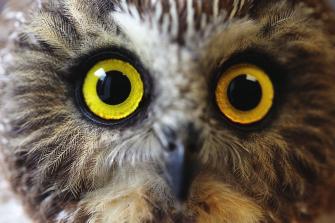 Now Fly Away? Eyelids. Besides upper and lower lids, owls have a third inner eyelid. Called a nictitating membrane, this inner lid keeps owl eyes moist.