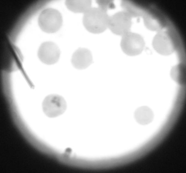 Figure 2 - Blood smear of spleen puncture of horse number 3 showing the presence of Theileria equi in a red cell (arrow).
