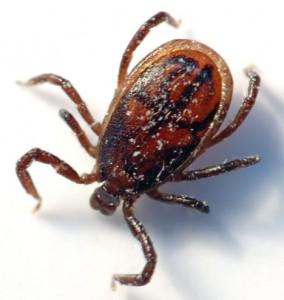 Ticks: Natural Prevention and Care May 2010 issue by: Dana Scott and Patricia Jordan DVM Several dog and cat owners have filed a wave of lawsuits against five companies that manufacture spot-on flea
