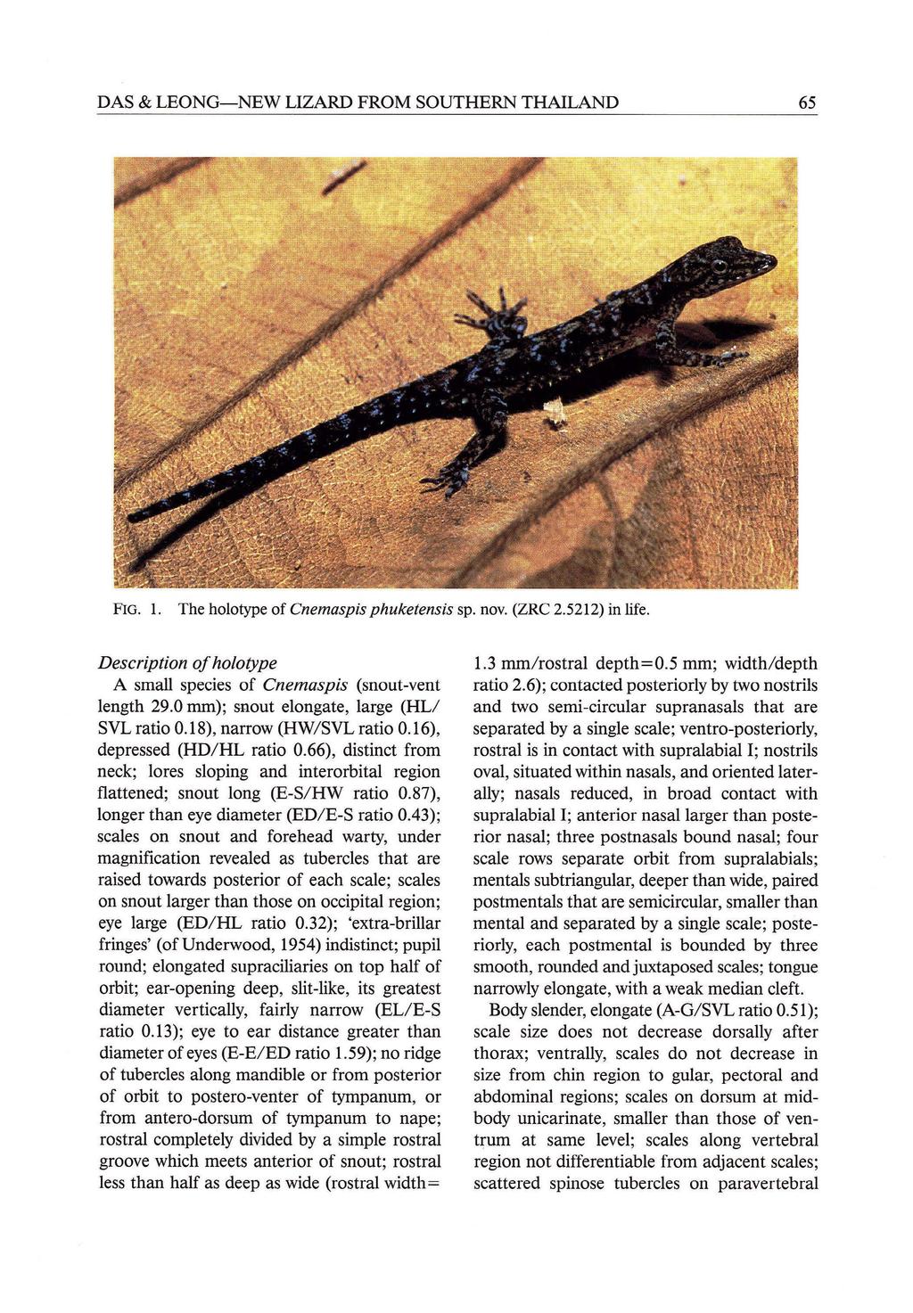 DAS & LEONG-NEW FIG. 1. LIZARD The holotype of Cnemaspis FROM SOUTHERN phuketensis Description of holotype A small species of Cnemaspis (snout-vent length 29.