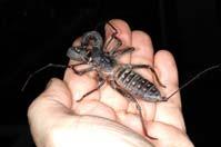 Phylum Arthropoda: Jointed legged animals Class Arachnida: Arachnids Phylum Arthropoda: Jointed