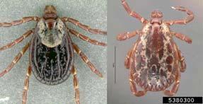 Argasidae: Soft ticks Image source: (left) CDC Public Health Library