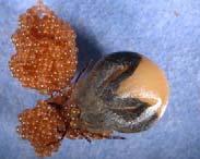 Females of the Argasidae lay from 100 200 eggs. Females die after egg deposition.