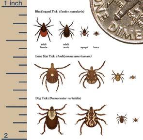 Differentiating immature stages from adult ticks Necessary for species identification in the family
