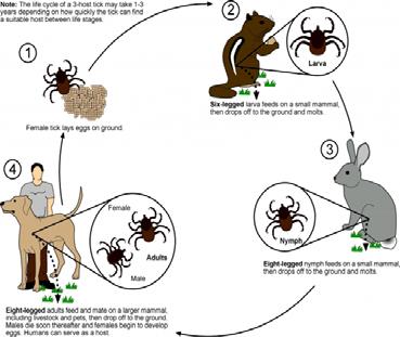 Three host tick: each active life stage on a separate host.