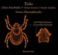 edu/topic_fleas_and_ticks (right) CDC Public Health Library http://phil.cdc.gov/phil/home.asp Image source: (left) University of Florida, IFAS Extension http://edis.ifas.ufl.