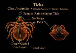 Image source CDC: http://www.cdc.gov/ncidod/dvbid/lyme/ld_tickremoval.htm Summary Ticks are Arthropods (Jointed legged animals).