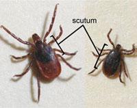 Ticks and their control Jeff Hahn, Entomology There are thirteen known species of ticks in Minnesota. The majority of these species are known as hard ticks, i.e. they have a relatively hard body and possess a plate-like shield, or scutum (Figure 1), behind the head.