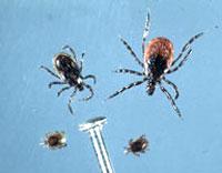 Female blacklegged tick adults are reddish brown with a black head, legs, and scutum (the plate-like structure behind the head) (Figure 1, 5, 6).