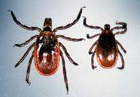 Blacklegged ticks require at least two years to complete their life cycle (Figure 3).