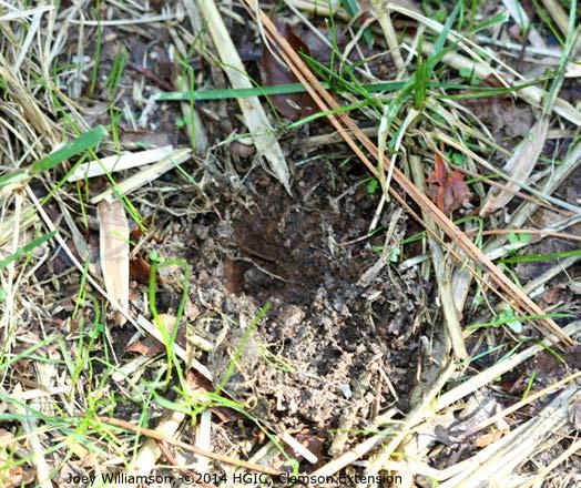 These are the work of crayfish, which are nocturnal and tunnel in areas where there is a lot of soil water movement. Voles Voles are small rodents, also called meadow mice or field mice.