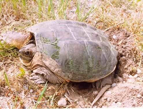 Snapping Turtle laying eggs along Owen s Creek (photo by Dennis