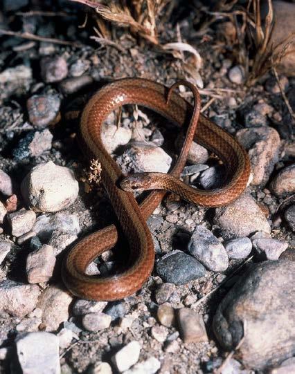 The green snake is relatively small with an average length of only 16 inches. It is most often encountered in grasslands sunning on pocket gopher mounds or flat rocks.