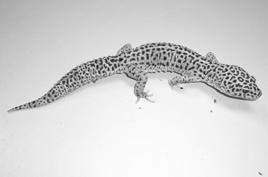 412 Mini Workshops Leopard Geckos (Eublepharis macularius) and Pictus Geckos (Paroedura pictus): Leopard geckos and pictus geckos are two ground dwelling lizards which are good for beginners and lend