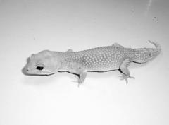 Leopard geckos come in a variety of colors and patterns, the most common being high yellow (Figure 2A, normal, black spots on a yellow background), albinos (show pale banding but no black spots) and