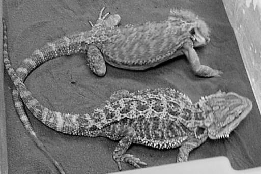 Pictus geckos are small, prolific lizards which come in both the "normal" color of black on gray background and a lighter yellow color referred to as xanthic (Figure 2C).