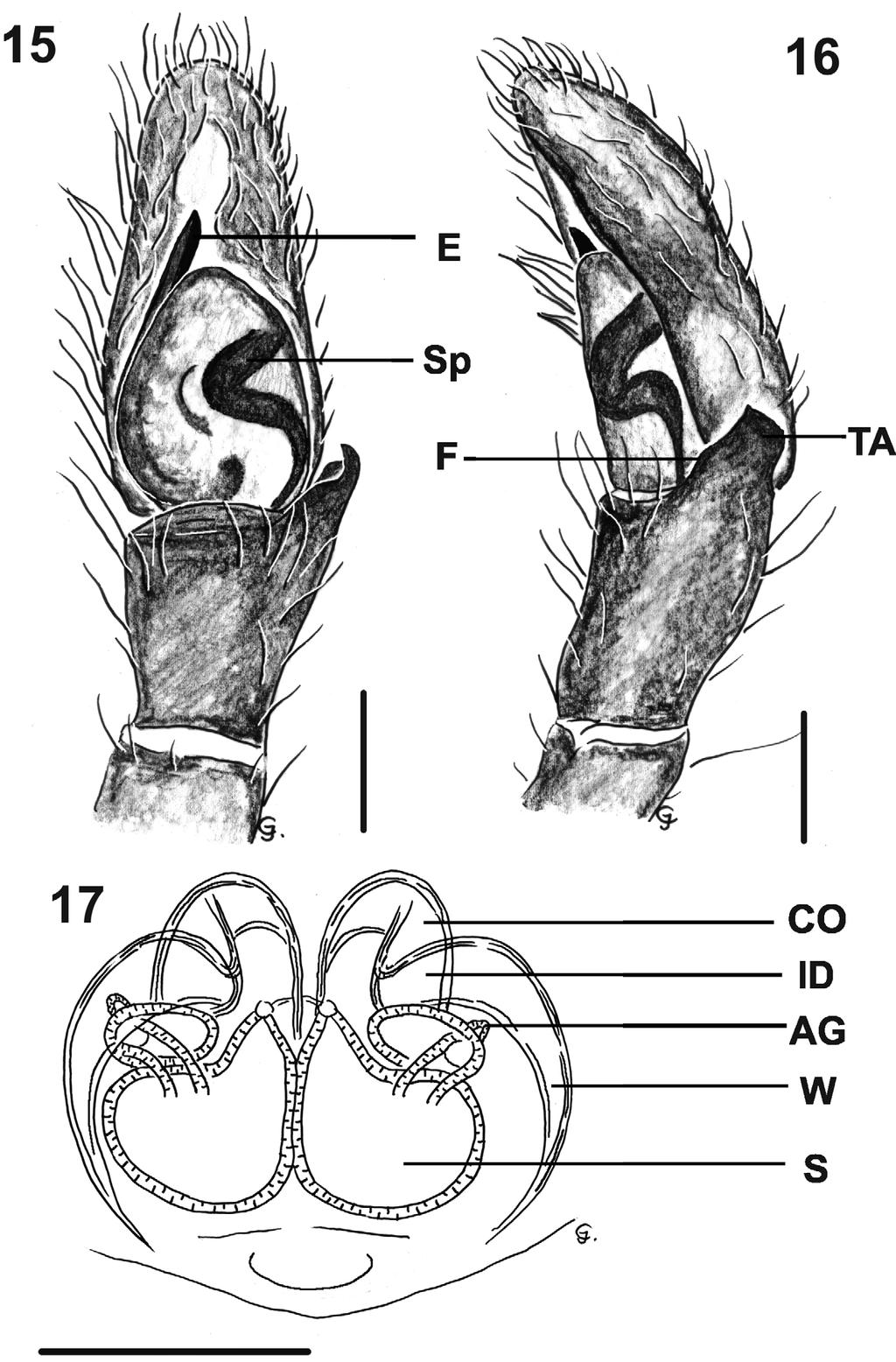 FIGURES 15 17. Diolenius sarmiensis sp. nov., male and female copulatory organs.