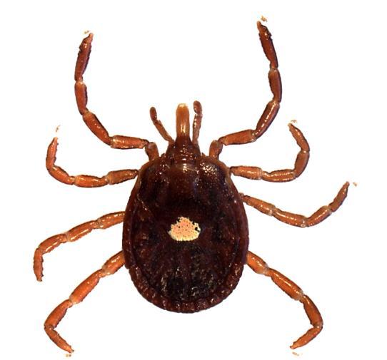Proceedings of a Regional Workshop to Assess Research and Outreach Needs in Integrated Pest Management to Reduce the Incidence of Tick-borne Diseases in the
