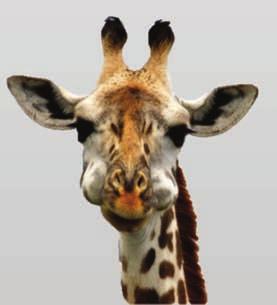 Section 3 includes photographic records of age progression in a sample of known-aged giraffes (see example at right). Photographs span a maximum of 2 years.