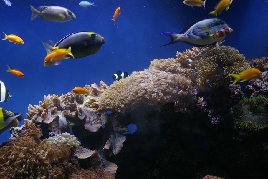 disease causing organisms before they hit your display tank and the rest of your marine pets. Avoiding disease in your marine aquarium comes from 2 vital steps: 1.