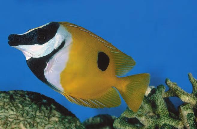 Many types of fish, such as this Mandarinfish, thrive