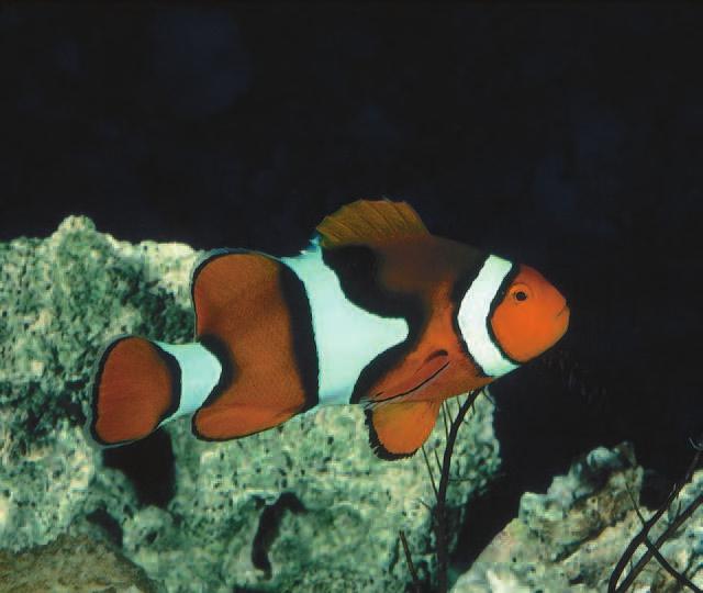 Gobies, such as this Banded Coral Goby, tend to be fairly easy