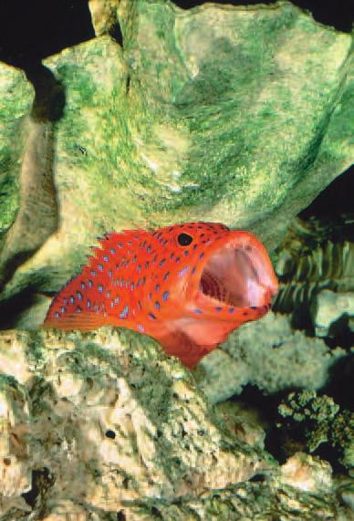 Groupers, such as this Coral Grouper, can grow fairly