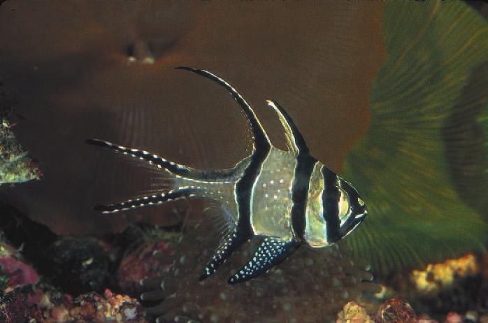 In its natural habitat, this Bangaii Cardinalfish would be found swimming near