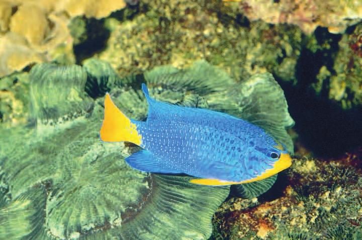 Despite its tendency to become aggressive, aquarists love the Blue Devil