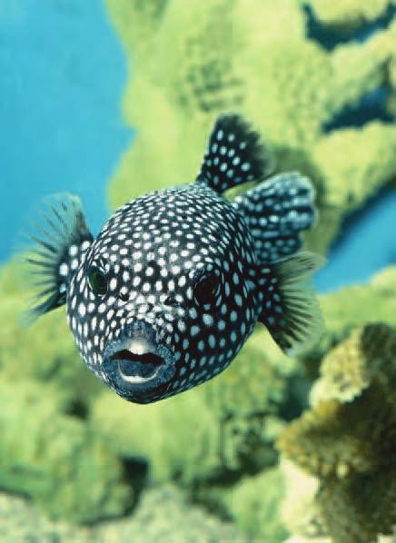 This Guineafowl Puffer will puff itself to a larger, balloonlike size when it