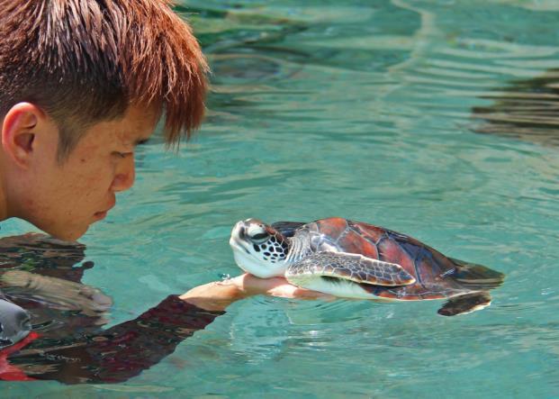 press release Rare and Rescued Sea Turtles Find Sanctuary at S.E.A.