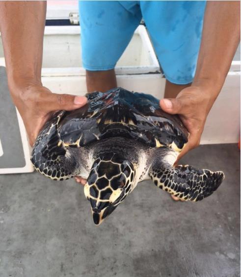 On 24 March 2016, S.E.A. Aquarium welcomed Hawke, a critically endangered hawksbill turtle believed to be abandoned by his owner who had kept him illegally as a pet.