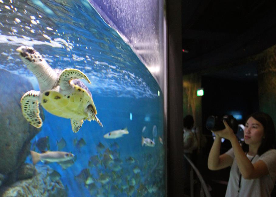 Aquarists have been providing proper care and nutrition for the turtle, but as with most cases of pyramided carapaces, such development is irreversible, causing the shell to retain its bumpy