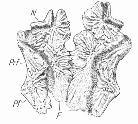 228 ETCIL XIELSEN Fig. 3. Tupilukosaurus heilmani. Reconstruction of part of the skull-roof in dorsal view. P, Frontal; N, nasal; Pf, postfrontal; Prf, prefrontal.