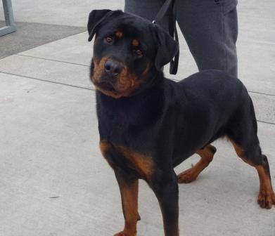 To adopt any dogs on this page, please click here 7565 Mugsy Rottweiler This beautiful male is 85 pounds. He is very friendly and has been neutered and is current on shots.
