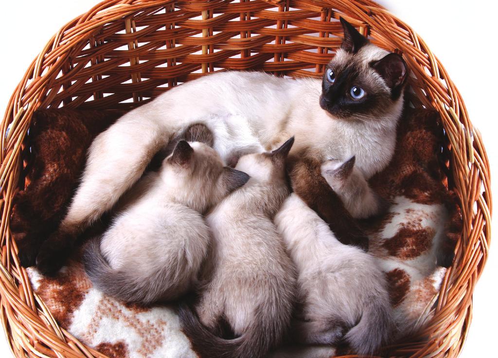 Looking after your pregnant cat The following information is aimed at ordinary cat owners rather than cat breeders.